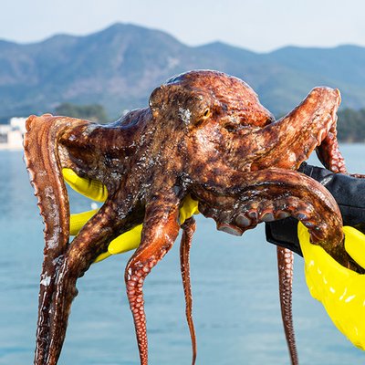 자연산 문어 돌문어 국내산 1kg 1.5kg 자숙문어 손질문어