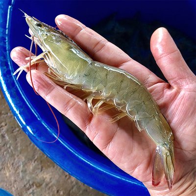 국산 흰다리새우 1kg 왕새우 새우철 제철