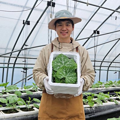 [하우스재배]호박잎 호박잎쌈 500g