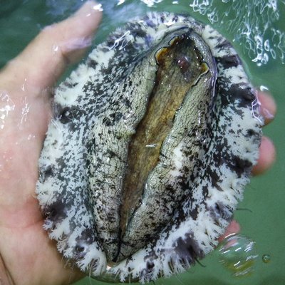 완도 활 전복 1kg 크기 6미부터40마리 특대전복 꼬마 선물세트 4남매털보아빠