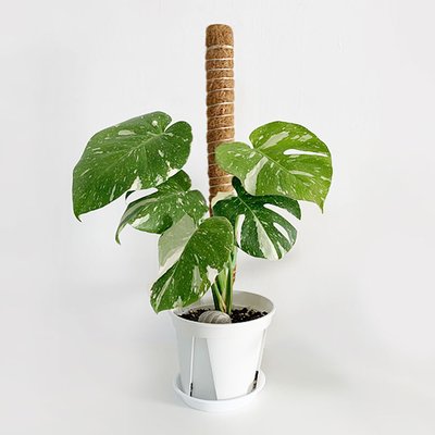 수태봉 몬스테라 화분 식물지지대 곰팡이 걱정없는 연결형 코코봉 플라스틱 슬림 40cm