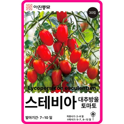 스테비아 대추방울토마토씨앗 30립 / 미니방울 채소씨앗 과일 종자 키우기 희귀