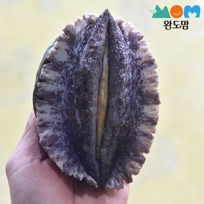 완도맘 완도 활전복 1kg+세척솔 산지직송 전복 특대 산소포장 선물세트