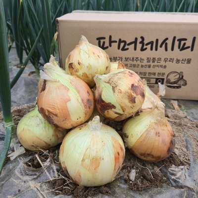 [청년농부] 26년 햇양파 조생 양파 3kg 5kg 10kg 깐양파