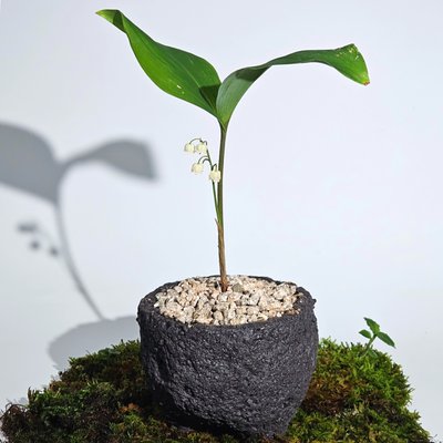 ［직접재배 토종야생화］강원도 북부월동 은방울꽃 4치 10cm