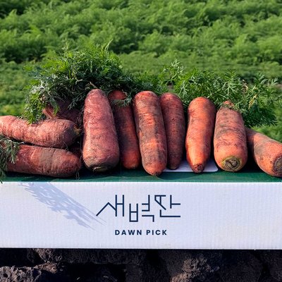 제주 구좌 비세척 흙당근