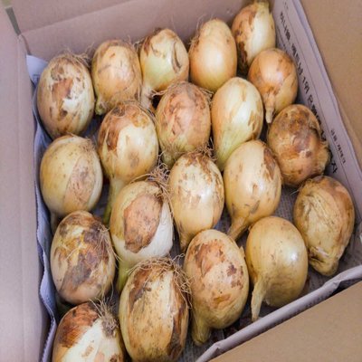 [청년농부정경석] 26년 단단한 양파 햇양파 무안양파 깐양파 3KG/5KG/10KG