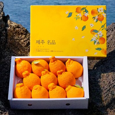 제주 한라봉 3kg 5kg 하우스 제철과일 가정용 선물 세트
